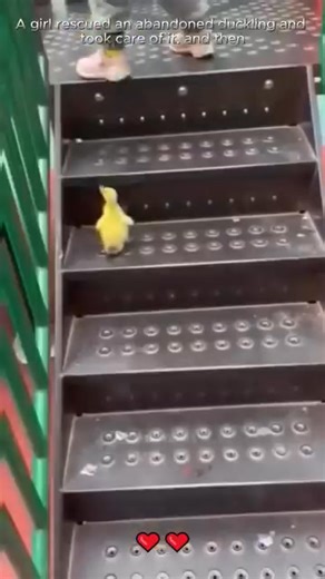 Rescue baby duck Rescue baby duck | Dogs Family