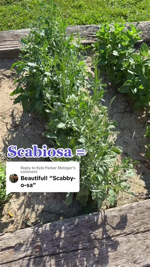 Replying to @Kyle Parker Metzger thanks for the assist here!!! 🌼🫶🏻 #scabiosa #cutflowergarden #cutflowersforbeginners #missourigrownflowers #greenscreen