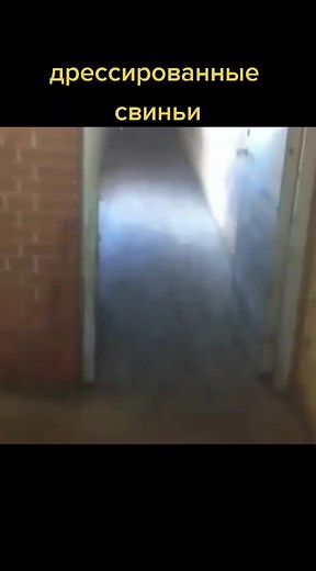 Exploring a Dimly Lit Pig Housing Facility