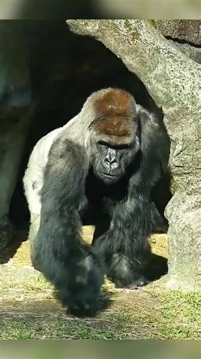 Meet Shabani, the Charming Gorilla
