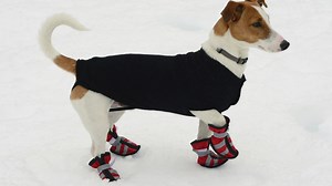Keeping your pets safe during extreme cold weather: Ready Pet GO!