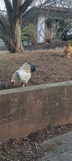 The talking chicken. What images do you see?