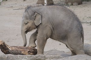 Elefanten-Baby im Kölner Zoo geboren – wenig später herrschte Gewissheit
