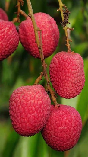 Litchi plant SM Gardening whats app voice message 7708897078,9940714601.