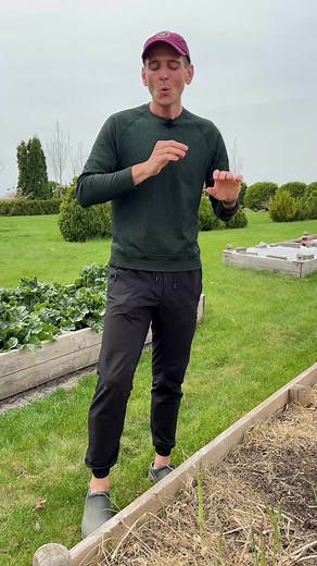 How to Harvest Asparagus: Best Tips and Timing