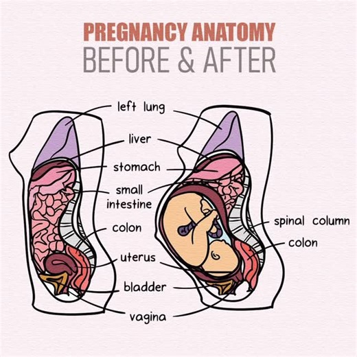 ORGAN MOVEMENTS DURING PREGNANCY 🤰 💓 Heart: Pumps more blood. 🍽️ Stomach: Shifts upward, causes heartburn. 💨 Lungs: Less capacity, shortness of breath. 🚽 Bladder: Compressed, frequent urination. 🏋️‍♀️ Diaphragm: Rises, less breathing space. 💨 Intestines: Slower digestion, bloating. 🦵 Kidneys: Filter more waste, increased urination. 🧑‍⚕️ Uterus: Expands, pushes organs aside. #PregnancyJourney #OrganChanges #BodyDuringPregnancy #HealthyPregnancy #PregnancyLife | Mum_world_