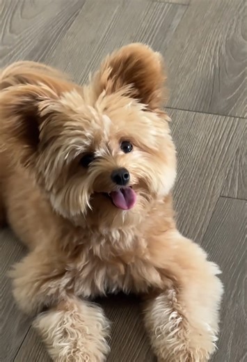 Playful pomapoo puppy showing bright and happy energy moments