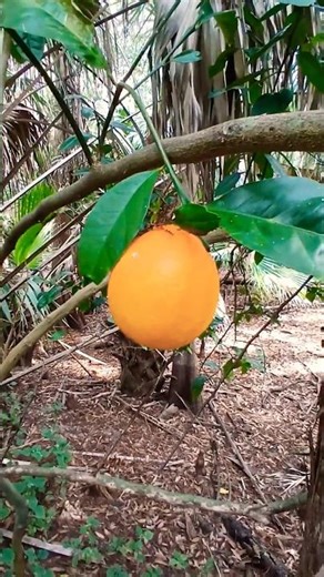 Cute Bitter Orange Growing in the Wild 🍊 Florida, USA 🌴🗽 #orange #florida