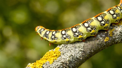 Nature’s living work of art on a branch