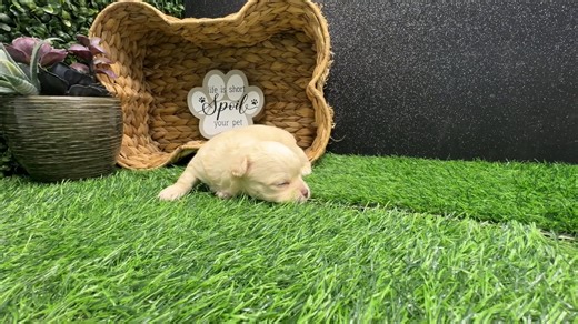 Chihuahua puppy for sale
