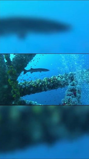 Great Barracuda #barracudafish