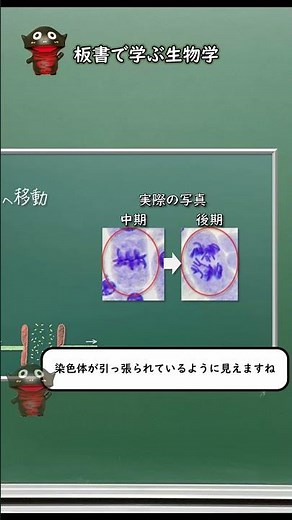 体細胞分裂の過程②後期～終期のポイント！【57生物基礎】新課程対応 #shorts