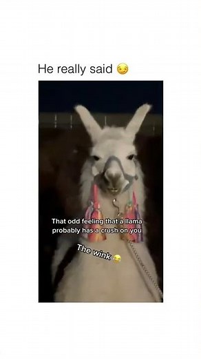 Lama starring meme