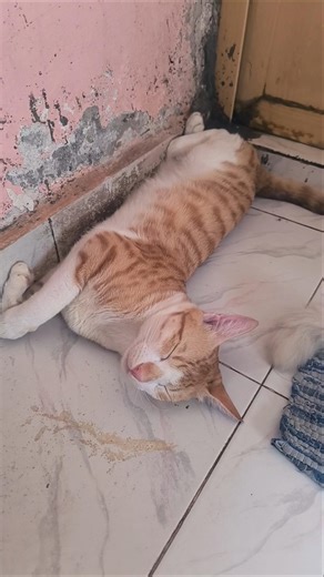 #cat 😻🥰