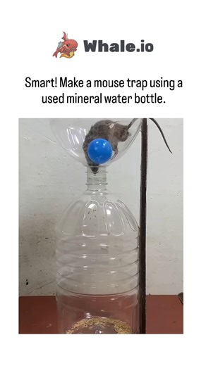 TrendTok Hub on Instagram: "This X post shares a DIY mouse trap made from a recycled plastic bottle mounted on a rod over a baited bucket, where mice climb, cause the bottle to spin, and fall into the container below, as shown in the 12-second video capturing several rodents being trapped. Posted on December 26, 2025, by Indonesian user @JalananSepi89 , it amassed 399,000 views, 441 likes, and 152 replies within hours, with users expressing surprise at the trap's effectiveness and the mice's siz