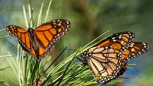 Monarch Butterfly Added to Threatened Species List