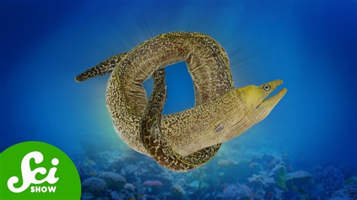 Why do these animals get tied up in knots?