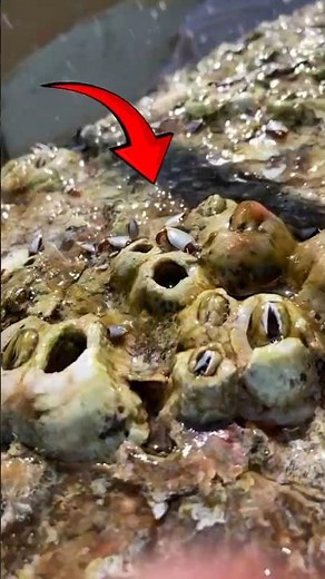 Sea Turtle Covered in Barnacles Gets a Second Chance 🐢 #turtle #sea #ocean #wildlife #rescue #shorts