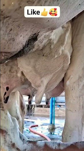 Le SECRET d'une traite parfaite ! 🐄✨ #elevage #cow #animals #bull