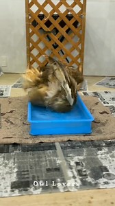See how an owl takes a bath.🦉✨ #owl | Owl Lovers