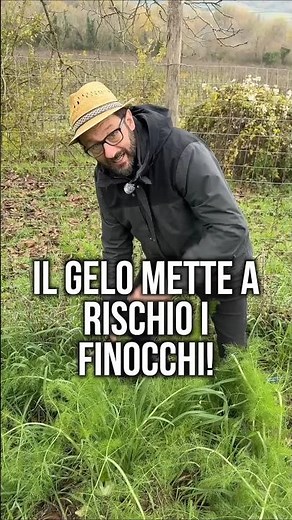 RACCOGLIERE i FINOCCHI: come e quando bisogna coglierli