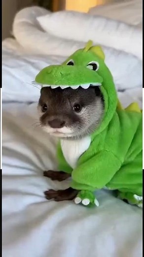 Otters Aren’t Just Cute — They’re Genius Pets 🦦