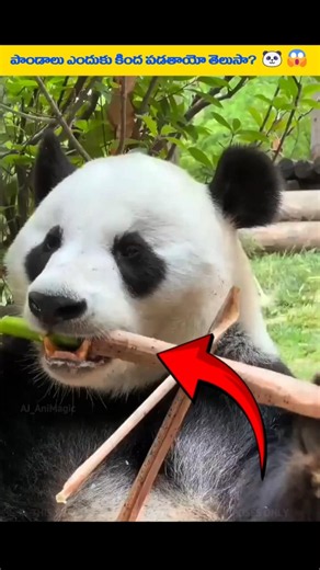 Why Do Pandas Always Fall?🐼👀