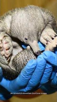 See rare baby #animal the #puggle