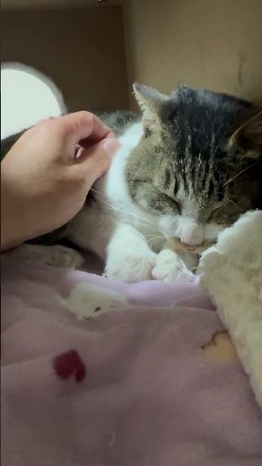 洗濯屋のケンちゃん 保護ねこの家