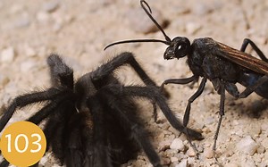 【Deep Look】第103期：狼蛛是如何将 “勾搭 ”提升到新的境界的呢？Tarantulas Take Hooking Up The Next Level