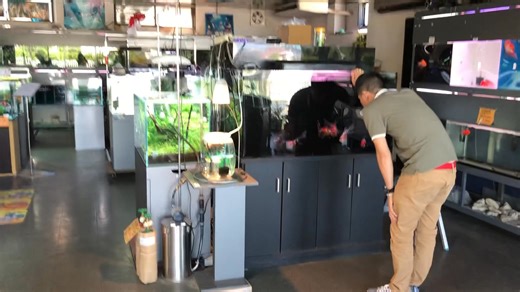 Japan fish shop choosing Gold fish for you all dear…! | YOKO JP Aquarium