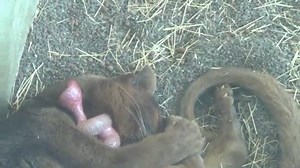 Cute Sleeping Fossa xD | AnimalsWow