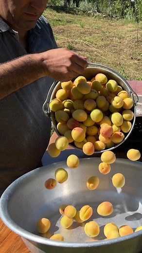 Cooking Apricot Jam & Compote 🍑🔥 Rustic Cooking #apricotjam #rusticlakecooking #cooking #apricot #rusticlakecooking