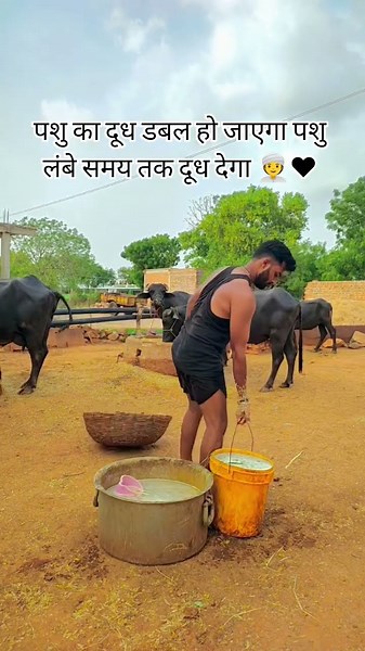 Homemade formula to increase cattle milk yield...💯✅#dairyfarm #village #dairyfarming #dairymilk #...