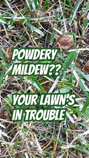 What is Powdery Mildew? | DoMyOwn.com