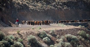 Cattle Drives