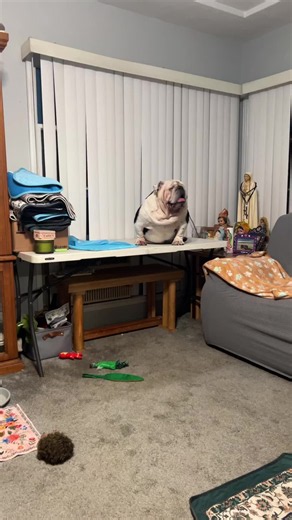 Chente y Canelo no se quieren ir a dormir: videos de English Bulldogs