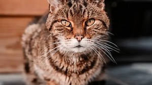 Muscle Atrophy in Cats: What Causes It?