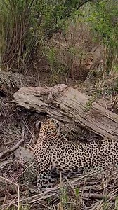 587K views · 4.9K reactions | A fierce battle between two male...