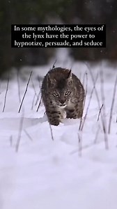The lynx is also known to have the ability to tell the future and see through mountains. Lynxes can be found globally in cold climates such as North America, Europe, and Asia. Mythological stories surrounding the lynx can be found in Greek, Norse, and Native American cultures. #lynx #lynxcat #wildcat | Naturalist's Guide