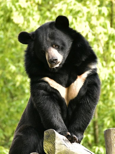 Au cœur du Royaume du Milieu résident Pako et Puket, deux frères ours à collier. Avec leur pelage noir et leur bande blanche en V, ils sont tout simplement majestueux. Agiles et puissants, parfois joueurs, vous les verrez peut-être jouer au ballon, grimper ou marcher presque comme des humains. #pairidaiza #ours #oursacollier #asie #animaux