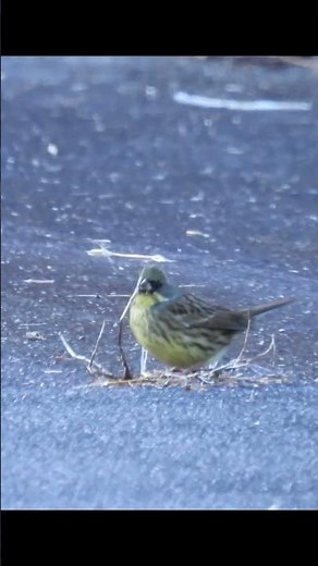 アオジ 採食の様子 【#short野鳥観察】