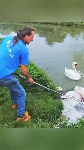 🦢 He Captures a Swan… But the Truth Will Move You 💔✨frnch1