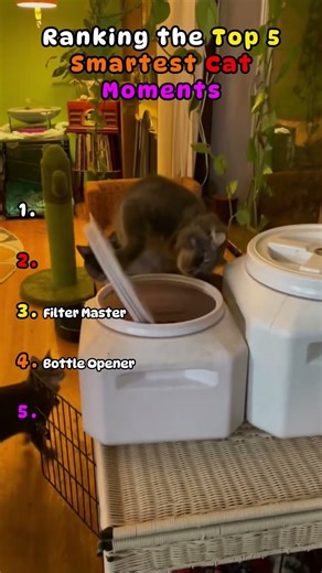 Smartest Cats Ever