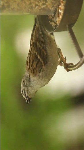 sparrow nest video| sparrow bird sounds video| sparrow bird voice| sparrow bird chirping