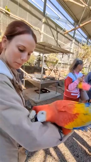 When you join an aviary tour and end up as the perch of the day… This cheeky macaw wasted no time showing off its climbing skills on @birdswithjazz — from hand, to arm, to headliner status in just seconds. That’s the magic of our interactive Aviary Tours: over 600 feathered personalities who aren’t shy about getting up close (and occasionally giving you a brand-new hairstyle). Tours fill quickly during the holidays so book ahead and get ready to meet some birds who know how to work the runway. #