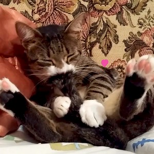 143K views · 1.3K reactions | Get the purrrfect pet party game, Cat Face: https://www.amazon.com/dp/B08288JR5Y?maas=maas_adg_B70CB664D06280EF491BFD30D3A0EC31_afap_abs&ref_=aa_maas&ref=myi_title_dp | Try Not to Laugh | Facebook