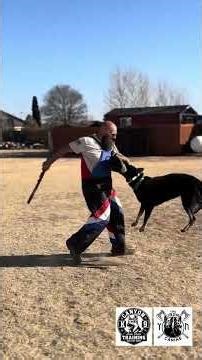 Training session with GSD “Aurelius” at the Canyon K9 Training field on a beautiful winter day!