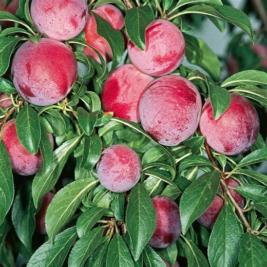 Ruby Sweet Plum Tree – Live Bare Root Starter – Sweet Juicy Red Plums – Home Orchard Fruit Tree - Etsy