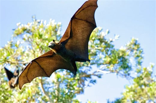 Australian man dies from 'extremely rare' bat bite virus | ABS-CBN News